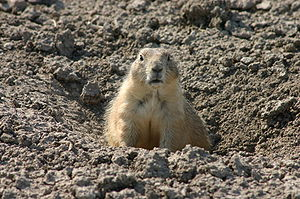 Prairie Dog